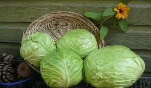 Cabbage