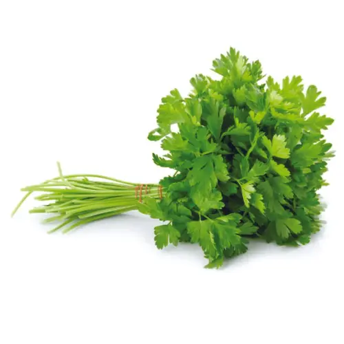 coriander